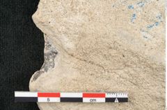 Foto (Detailansicht) von Tilia cordata Miller (NHMW-GEO-2024-0188-15020)